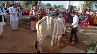 आज से 5 वर्ष पूर्व श्री भैरवनाथ गौशाला सपोटरा की स्थापना की झलकियाँ