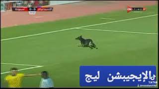كلب يقتحم ملعب مباراة الإسماعيلي وسموحة بالدوري المصري