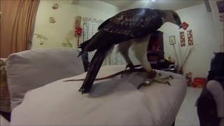 The Changeable Hawk Eagle training part 7