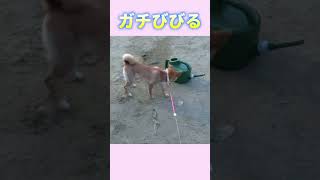 公園のアイツが怖くて仕方がない柴犬　#shibainu #shorts