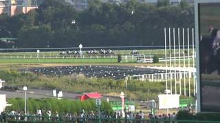 2011 MCS南部杯 Mile Chanpionship Nambu Cup トランセンド  Transcend