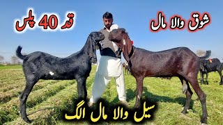 Top Quality Beetal Preagnint Goats With 40 Plus Hight Of Ali Nawaz Bhai-Beetal Goats Rates 2025