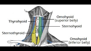 Two Minutes of Anatomy: Infrahyoid Muscles