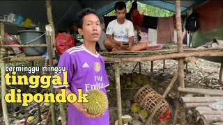 Keseruan warga melayu Ketapang Menginap di pondok menunggu durian jatuh