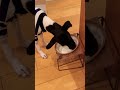 ★愛犬がだんだんコウモリかツバメに見えてきた★ shorts dog en_dog japanesedog japaneseterrier