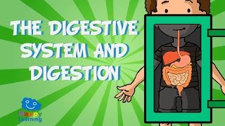 The digestive system and digestion | Educational Video for Kids