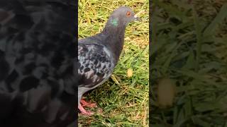 🔥Beautiful gray pigeons 🔥可爱的鸽子找吃的 #Calgary  #pigeon #sparrow #wildanimals #鸽子 #shorts