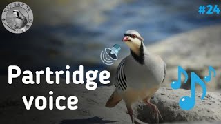 Partridge voice | Partridge hunting   | Овози кабк Куропатка Голос  |Охота Кеклик | Каклик