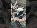 my butt is itchy panda