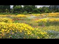 くじゅう花公園｜初夏の四季彩の丘　花とオルゴールとチョウの戯れ