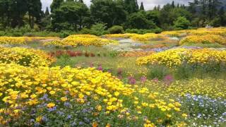 くじゅう花公園｜初夏の四季彩の丘　花とオルゴールとチョウの戯れ