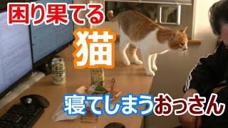 猫と晩酌「おっさんが寝てしまい困り果てるオイオイ」家飲み動画