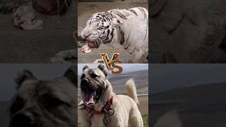 Turkish kangal   VS    Tiger VS    dogs Argentina 😬