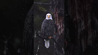 Watch the Eagle’s Powerful Hunt! #wildlife #birds #eagle #baldeagle #nature #animals