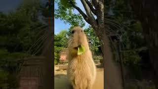 Normal day of capybara’s lifetime (video by: joe_smith2002)