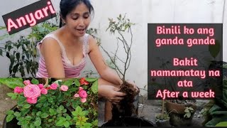 Paano mag alaga ng bagong biling rose para hindi mamatay/bakit sila unti unting namamatay