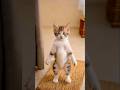 #cute #dance #cat