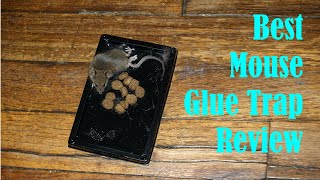 Best Mouse Glue Trap Review - Sticky Rat Traps Mice Bug Boards Snake Pest Rodent Roach