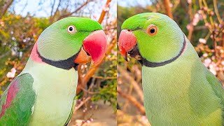 Amazing Talking Ringneck and Alexandrine Parrots