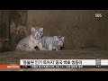 희귀한 백호 쌍둥이 다섯 마리 출산 경사 sbs