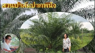 EP 30#1สวนปาล์ม ปากพนัง นครศรี garden palm trees passive income of good life