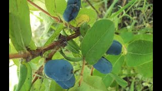 Planting Fredges: Haskap (Honeyberry)