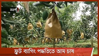 নওগাঁর সাপাহারে ফ্রুট ব্যাগিং পদ্ধতিতে আম চাষ করে লাভবান হচ্ছেন চাষীরা 3Aug.21