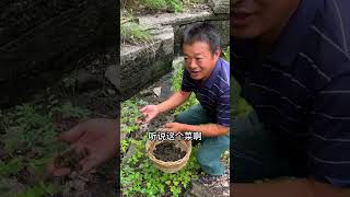 下过雨后的山坡岩石上采点地皮菜，小时候用它做一碗汤味道鲜美今天采点回忆一下