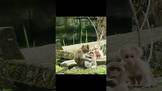 Best funny Video monkeys in the word #amitbhai #viral #video #monkey#582