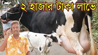 পুরো বাংলাদেশে এত কমদামে বাচ্চাসহ গাভী আর কিনতে পারবেন না! মাত্র ২ হাজার টাকা লাভে গাভী বিক্রি।