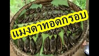 ของแปลก - แมงดาทอดกรอบ