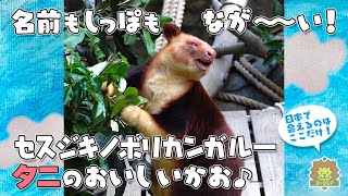 【よこはまズーラシア】名前も尻尾もながーい！セスジキノボリカンガルー タニのおいしい顔♪ ＼9/27 朝10時からモーニングZOO LIVE！／