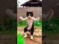 New #cute_cat #trendingvideo #viralvideo#cats #catlover #popular #cat #dance #dancing #shorts#trend