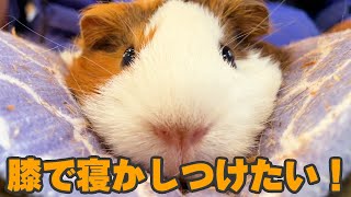 モルモットを寝かせようとしたら溶けたww Trying to make Guinea pig sleep