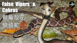 擬龜殼花 False Habus (Pseudagkistrodon rudis)和眼鏡蛇 and Cobra (Naja atra)