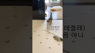 말하는 고양이 Talking Cat