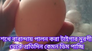 শখে বারান্দায় পালন করা টাইগার মুরগী থেকে প্রতিদিন কেমন ডিম পাচ্ছি