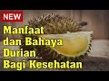 Manfaat dan Bahaya Durian Bagi Kesehatan