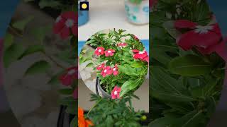 Beauty of Nature- Flowers | প্রকৃতির সৌন্দর্য- ফুল