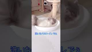 【関西弁の猫】にゃちゅ鍋　#shorts #cat #猫