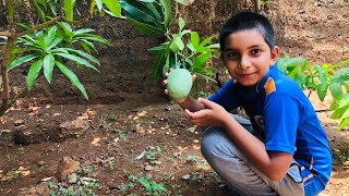 How to Make a Vegetable Cultivation at Home |ഈ ലോക്കഡോൺ കാലത്ത് വീട്ടിൽ വെറുതെയിരുന്ന് സമയം കളയേണ്ട