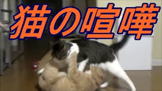 【猫の動画日記】猫の喧嘩！カーテン争奪戦　Quarrel of the Japanese cat；おもしろ猫動画”こむぎ＆だいず”