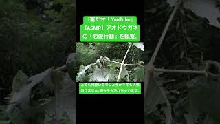 【ASMR】アオドウガネの「恋愛行動」を観察。 #sdgs #クワガタ #虫の音 #昆虫 #カブトムシ #asmrchewing #asmrtriggers #love #god #mukbang