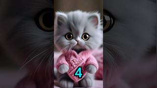 funny cat, candy cat, #cat #cats #cute #catclub #shorts #short #cutecat #funny #shortvideo