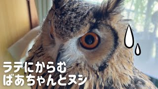 かわいいので、つい構ってしまうのです😍🦉