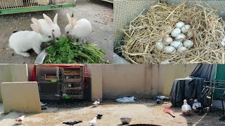 #Rabbits #ducks #piegons #lovebirds #finch #pet #birds @AUbirdslovers