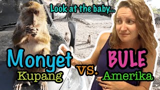 ISTRI (BULE AMERIKA) KAGET KETEMU BANYAK MONYET LIAR DI KUPANG | WILD MONKEYS ARE THIEVES!