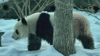 New panda photos ahead of first public day at National Zoo