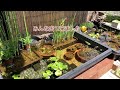 メダカのビオトープで水浴びしてる💦the bird was bathing in the biotope！