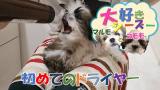 【シーズー】初めてのドライヤー｜風と戦う子犬